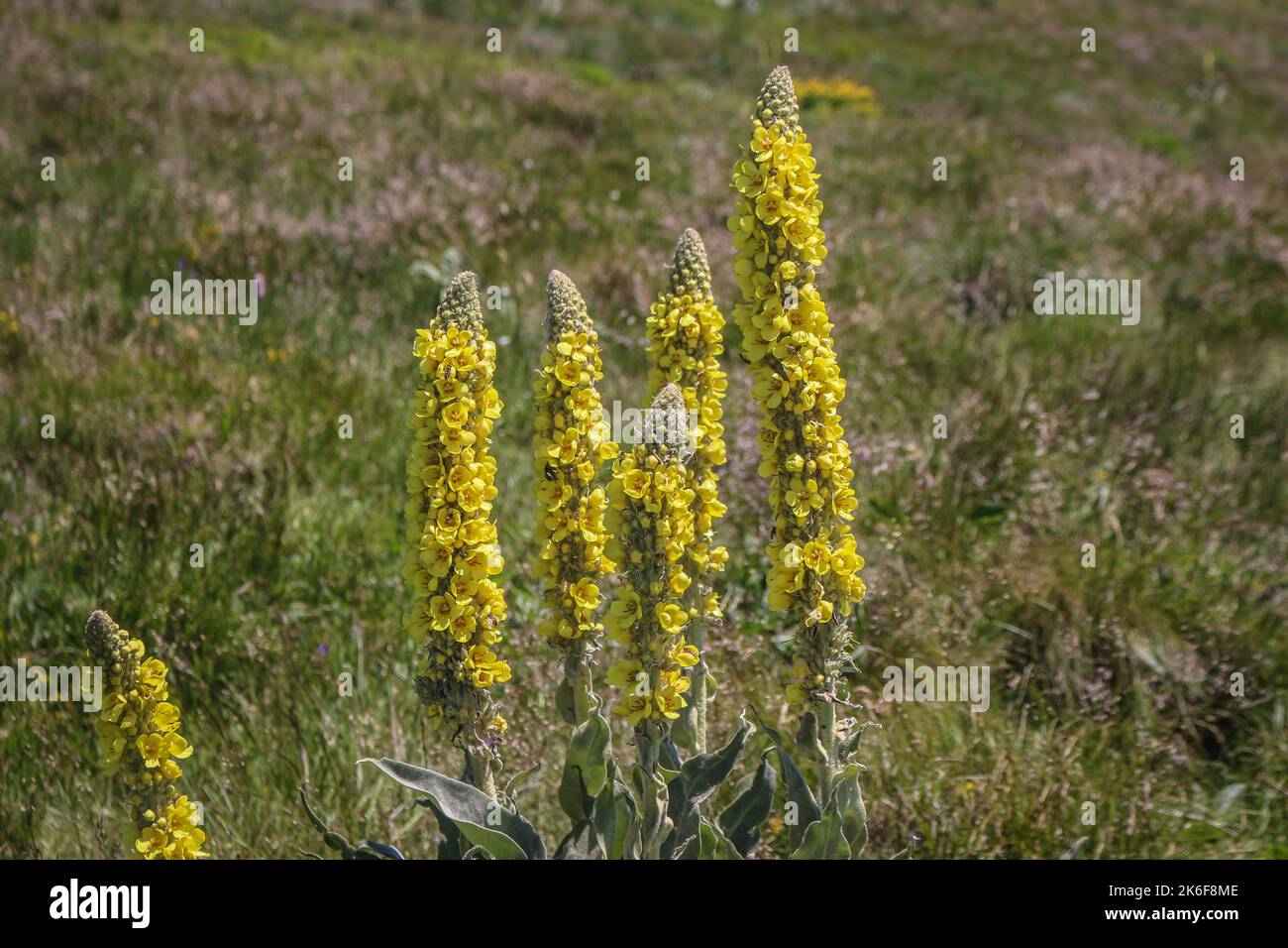 Yellow flowers of Verbascum longifolium at Stara planina in eastern Serbia Stock Photo