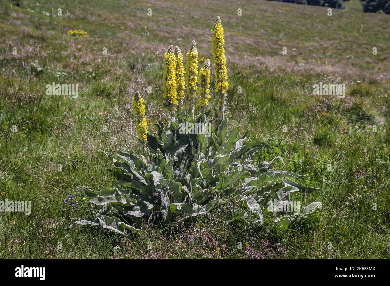 Yellow flowers of Verbascum longifolium at Stara planina in eastern Serbia Stock Photo
