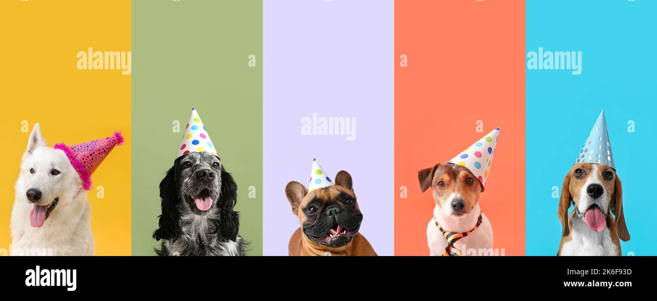 Collage of cute dogs in party hats on color background Stock Photo - Alamy