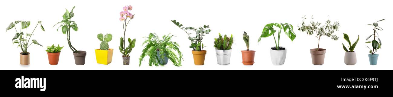 Collection of houseplants in pots on white background Stock Photo - Alamy