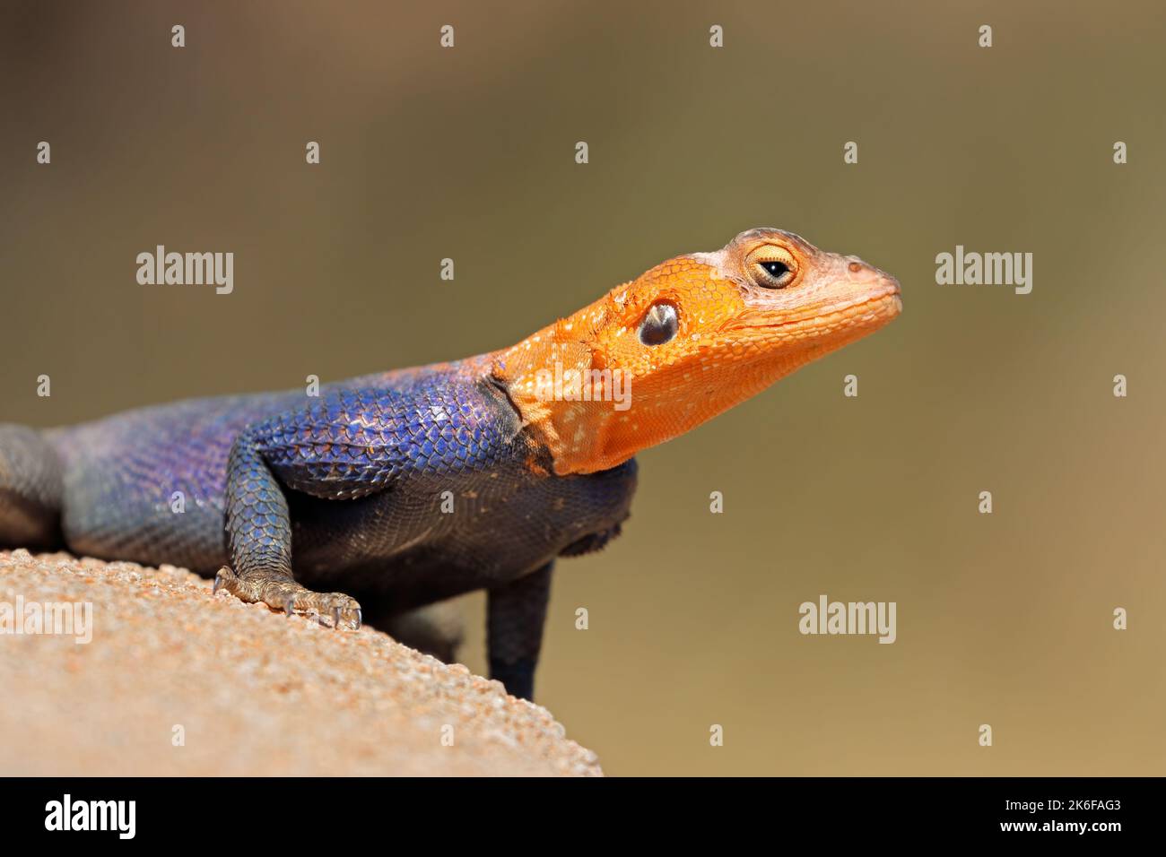 Portrait of a male Namib rock agama (Agama planiceps) in bright breeding colors, Namibia Stock Photo