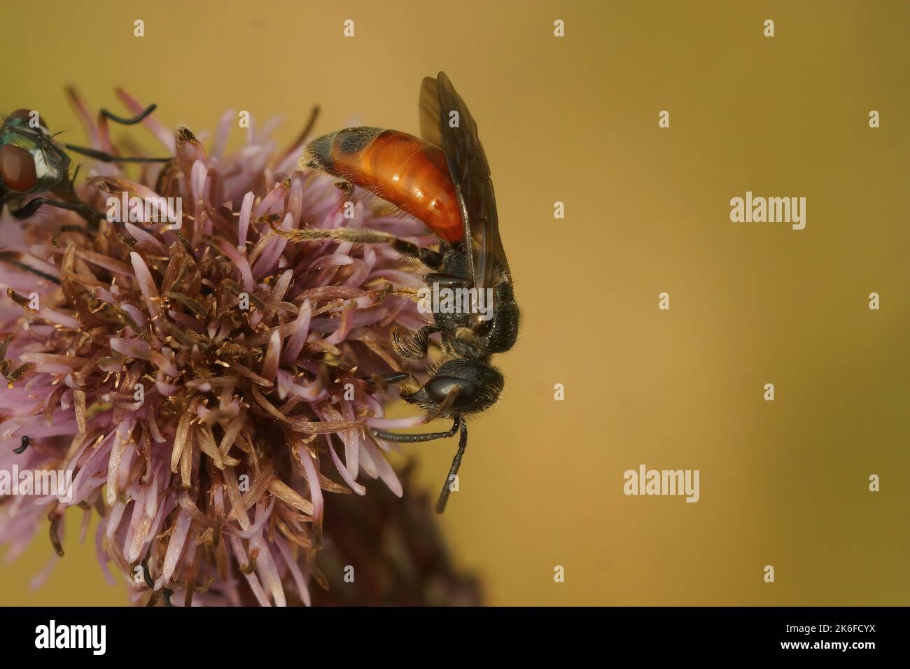 A closeup of blood bee sipping nectar from flower isolated in blurred background Stock Photo