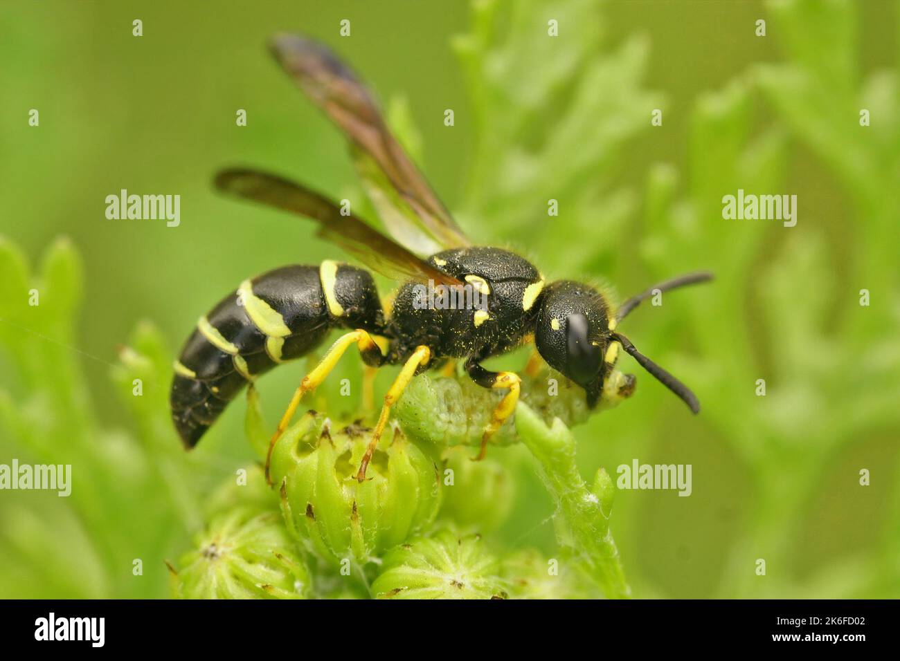 A closeup of Ancistrocerus wasp sipping nectar from flower isolated in blurred background Stock Photo