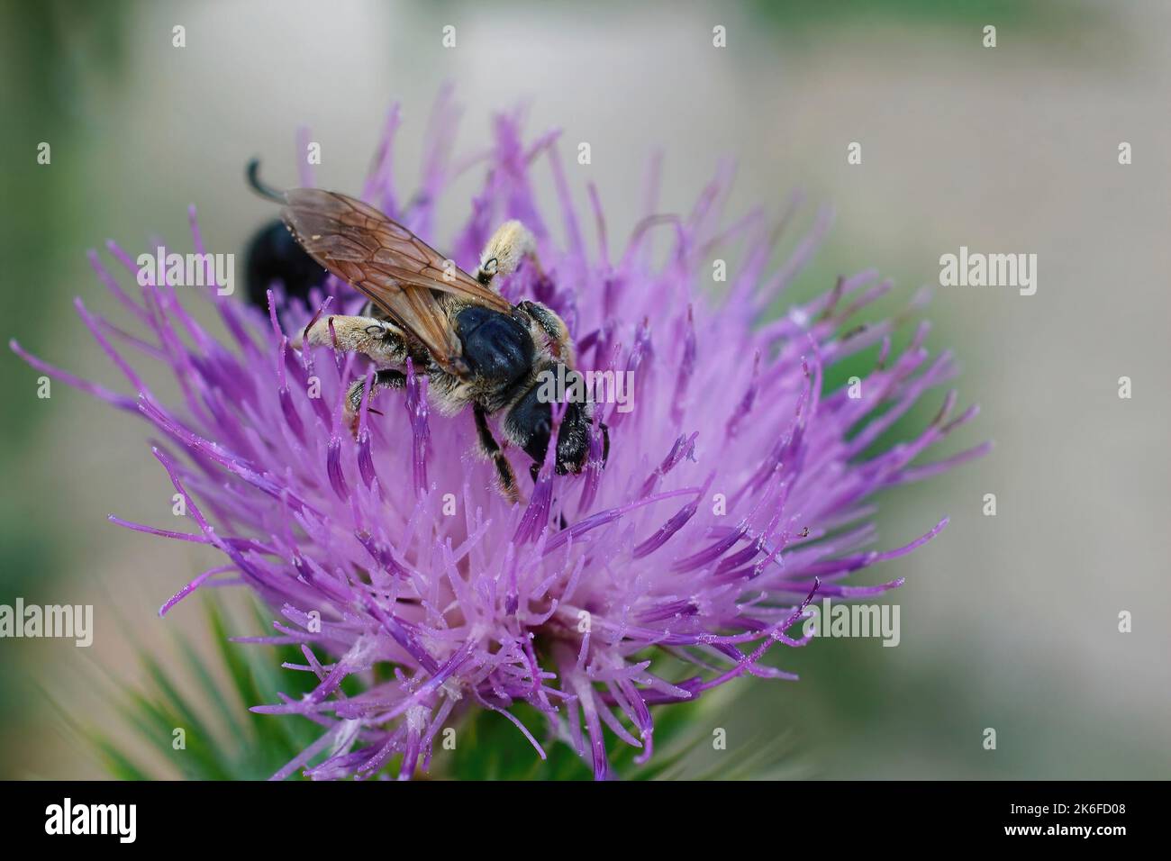 A closeup of furrow bee sipping nectar from flower isolated in blurred background Stock Photo