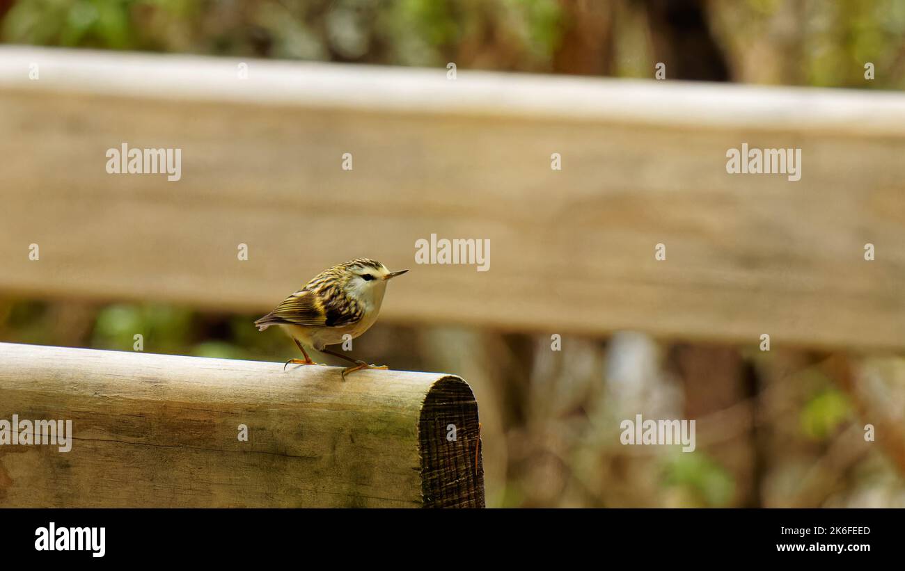 Rifleman, New Zealand's smallest bird, Kahurangi National Park, south island, Nelson Tasman region, Aotearoa / New Zealand. Stock Photo