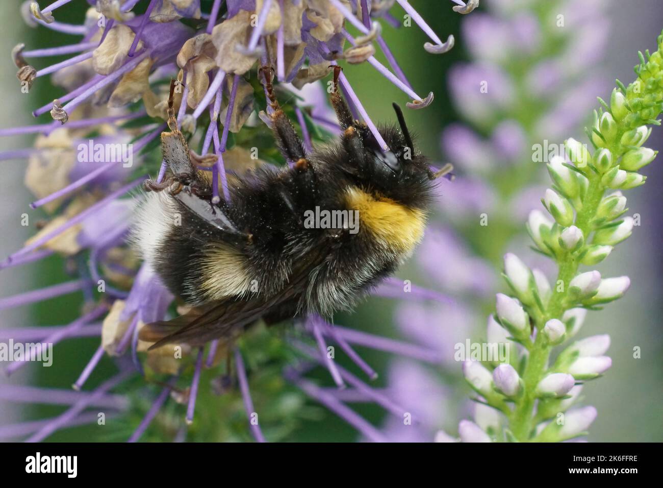 A closeup of Bombus terrestris bee sipping nectar from flower Stock Photo