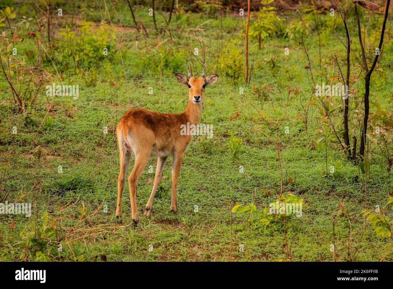 Wild life Animals in Mole National Park, the largest wildlife refuge of