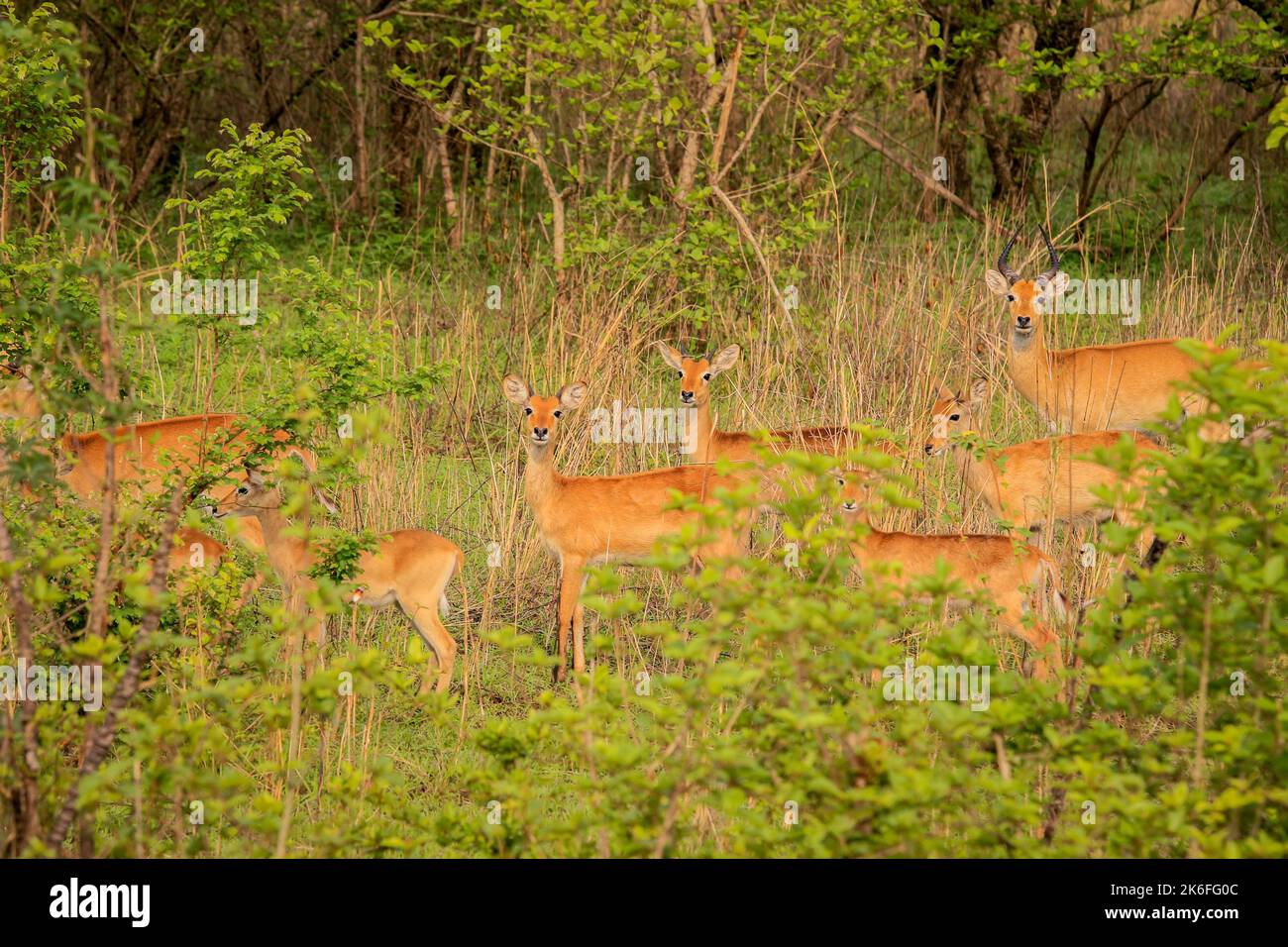 Wild life Animals in Mole National Park, the largest wildlife refuge of