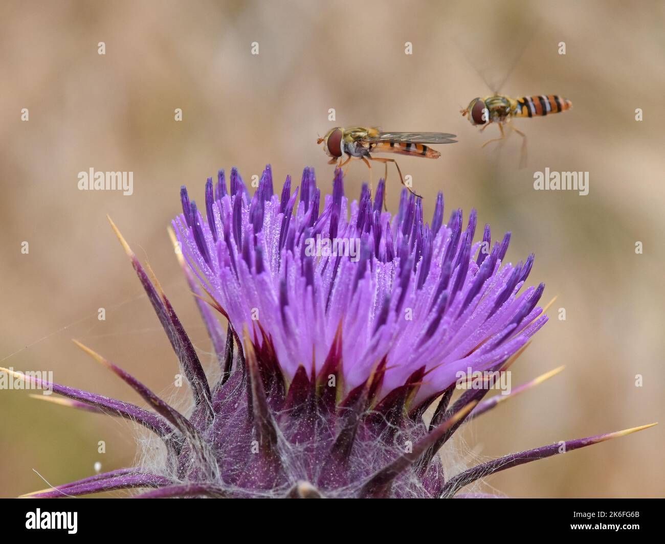 Hover fly on thorn Stock Photo