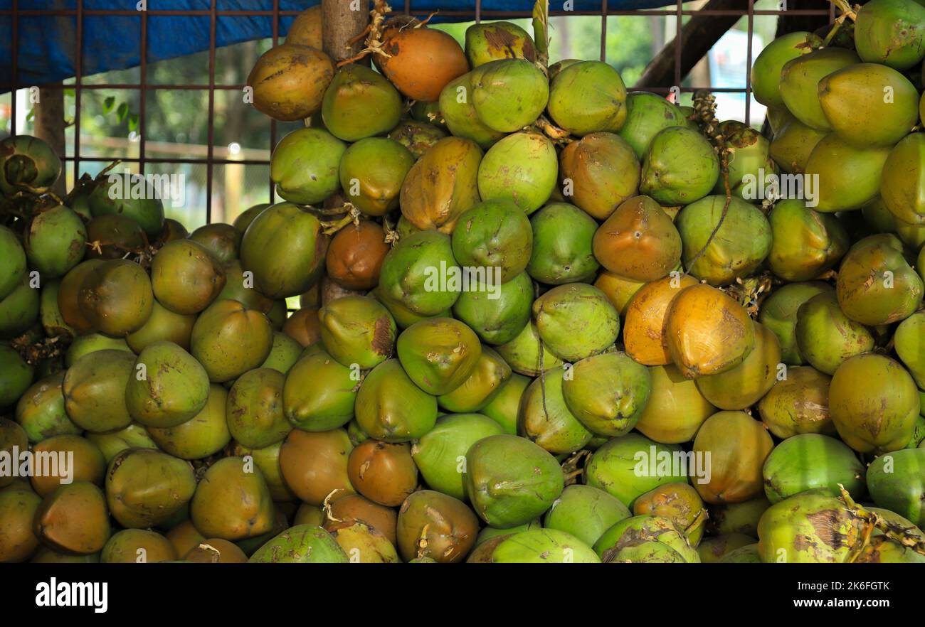 Selling of Ripe coconut water in the indian market Stock Photo Alamy