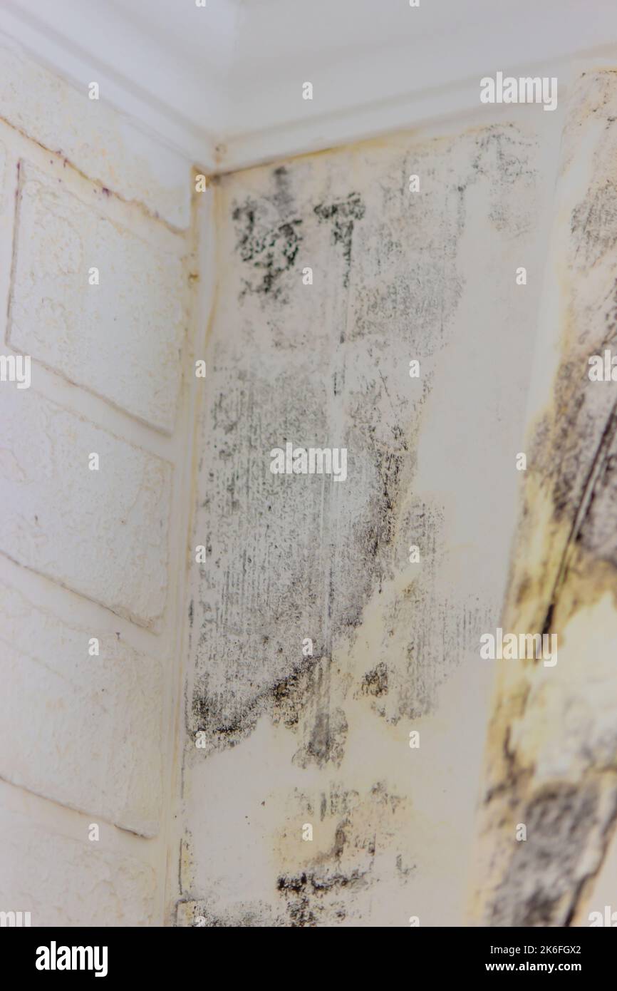 white wall with black mold. dangerous fungus that must be destroyed