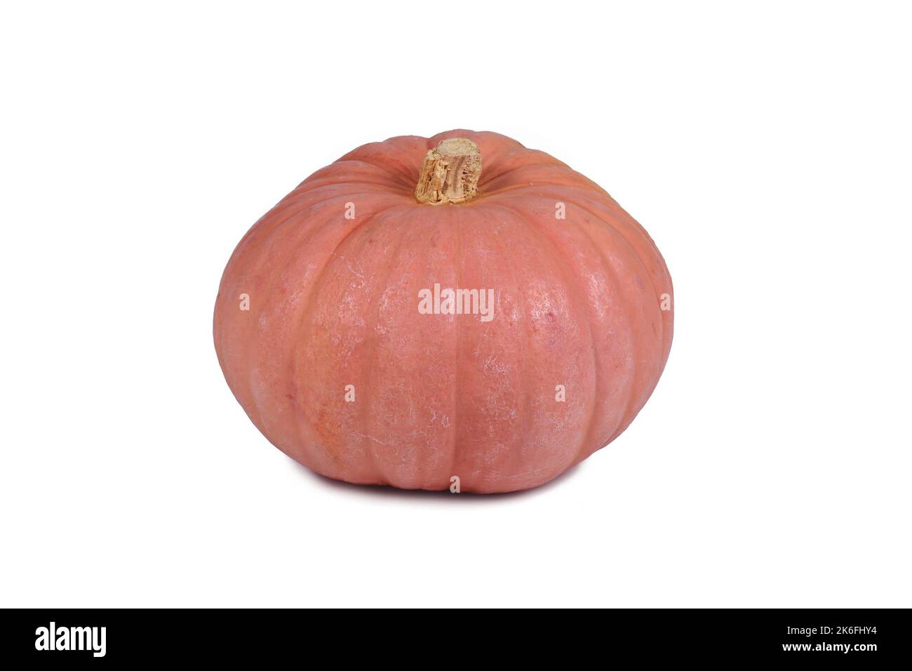 Pastel pink colored 'Miss Sophie Pink' Halloween pumpkin on white background Stock Photo