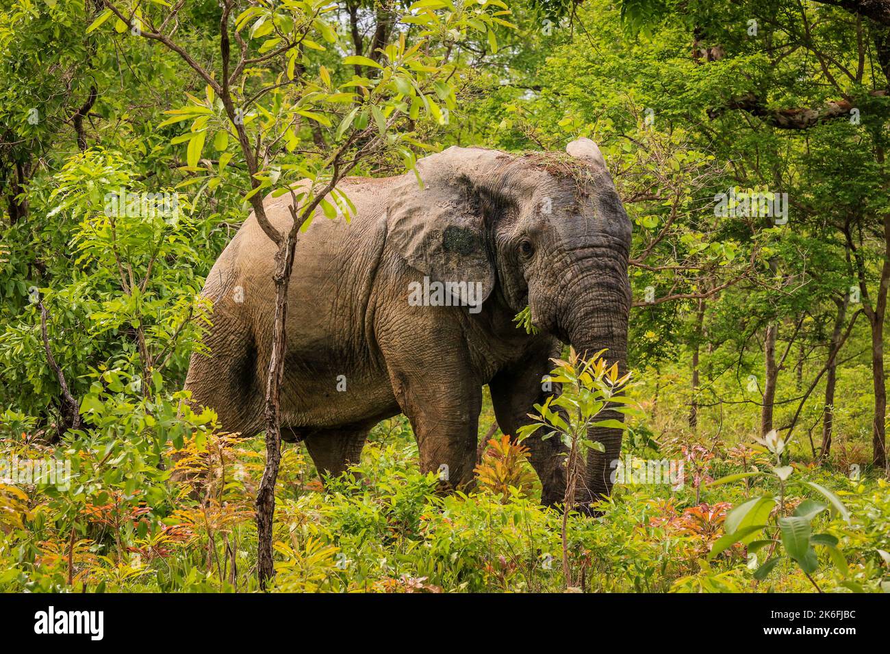 Beautiful Wild African Elephants In The Mole National Park The Largest beautiful-wild-african-elephants-in-the-mole-national-park-the-largest