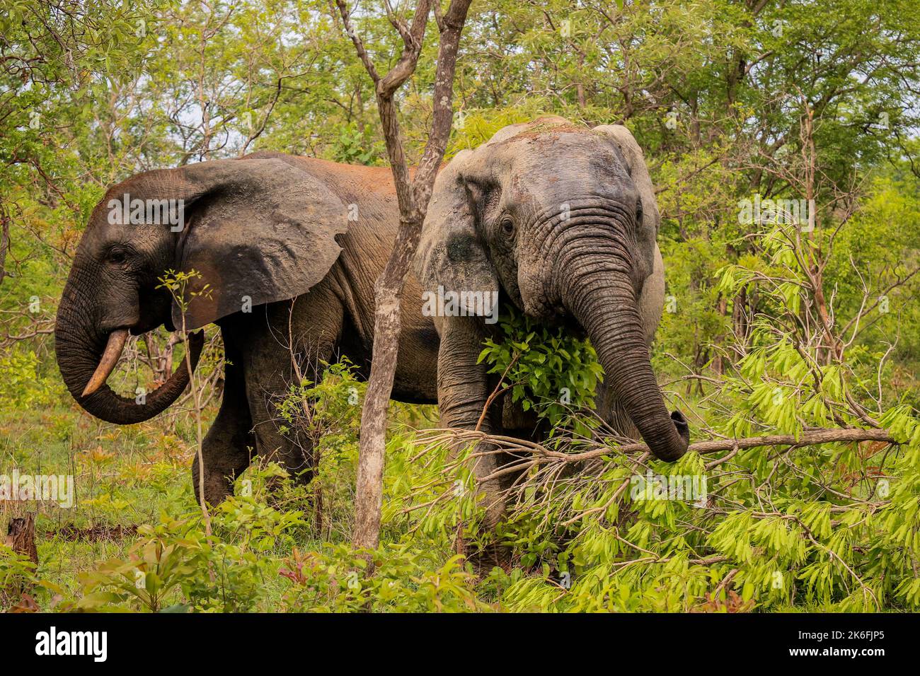Beautiful Wild African Elephants in the Mole National Park, the largest