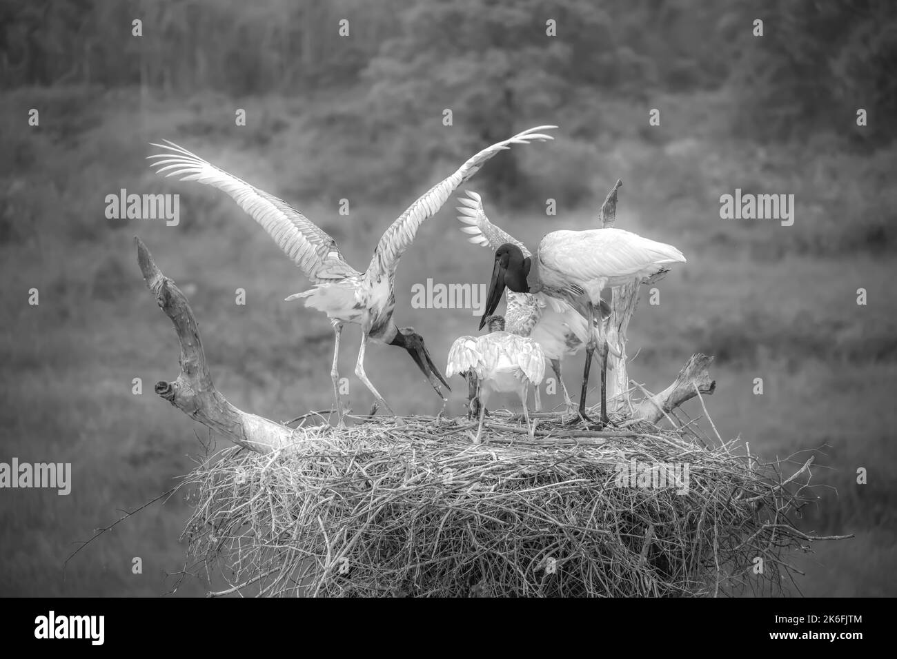 Black and white image of Jabiru storks on a nest -adult and young - feeding Stock Photo