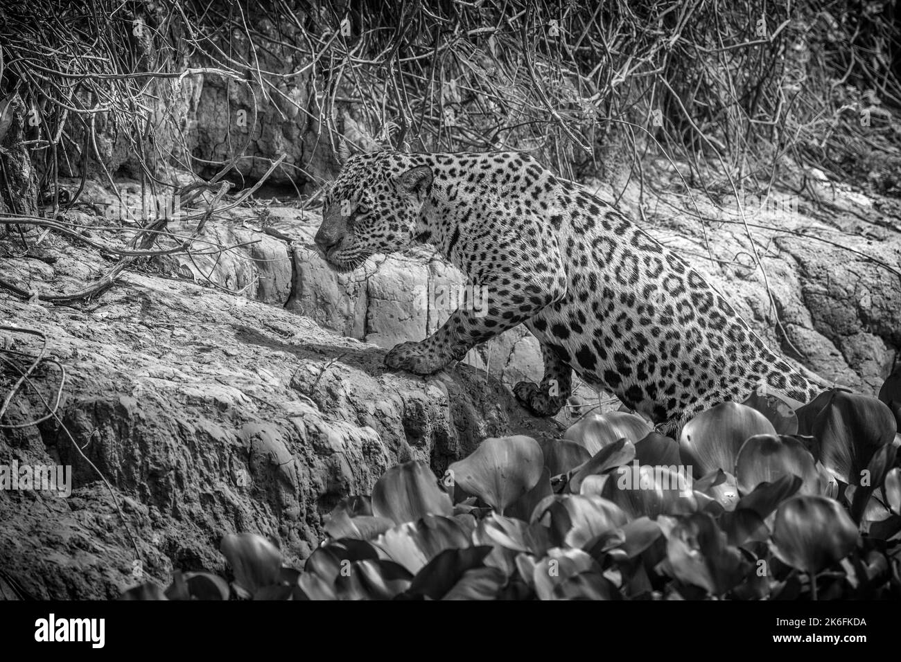 Jaguar climbing out of the Cuiaba river onto the river bank Stock Photo