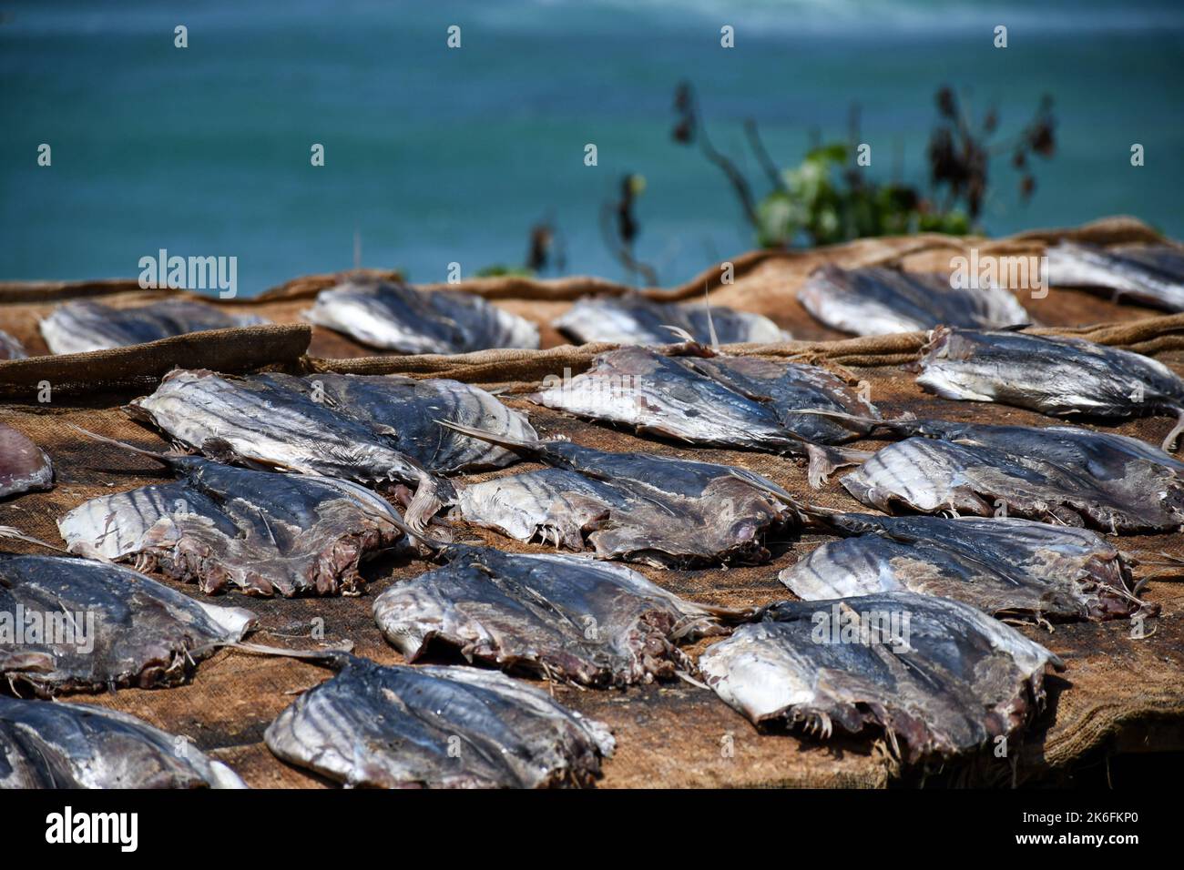 The procedure of salty drying fish Stock Photo Alamy