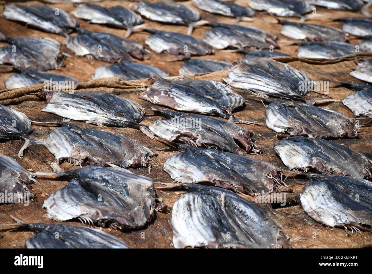 The procedure of salty drying fish Stock Photo Alamy