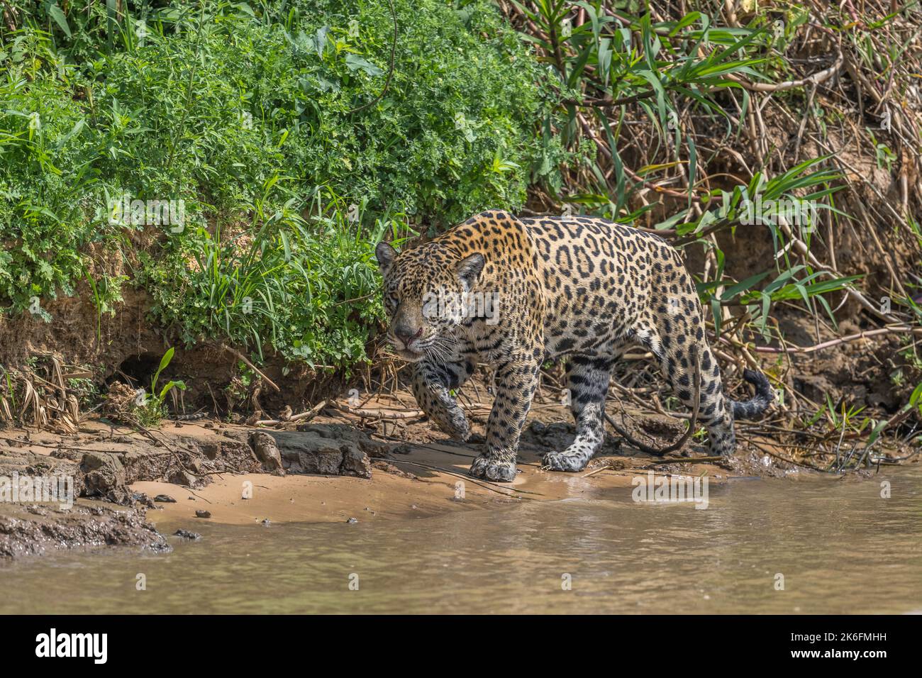 jaguar slinking along the Cuiaba riverbank while hunting - Pantanal ...
