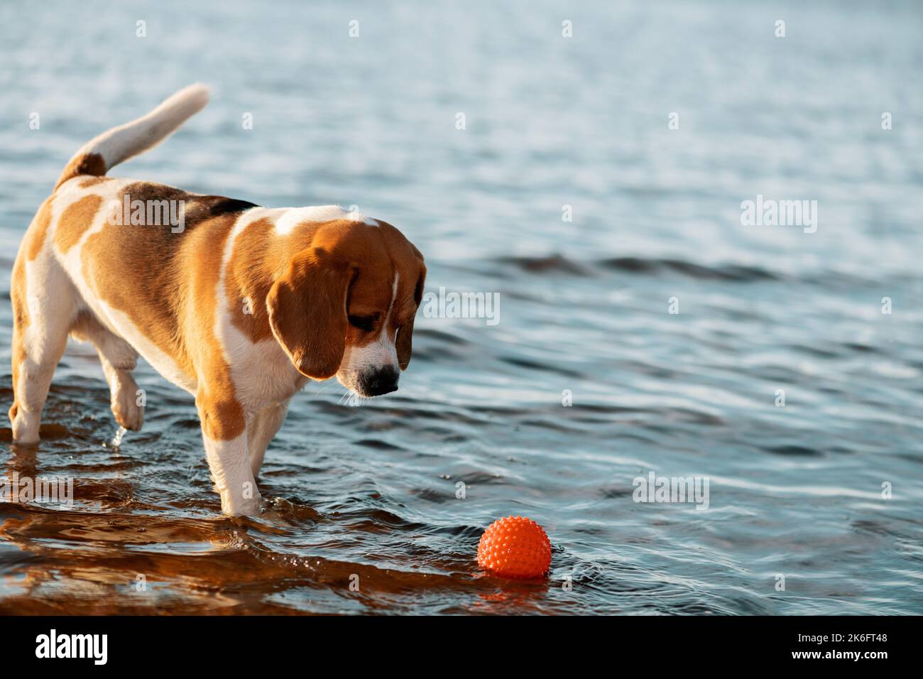 Dog playing with floating ball in water Stock Photo