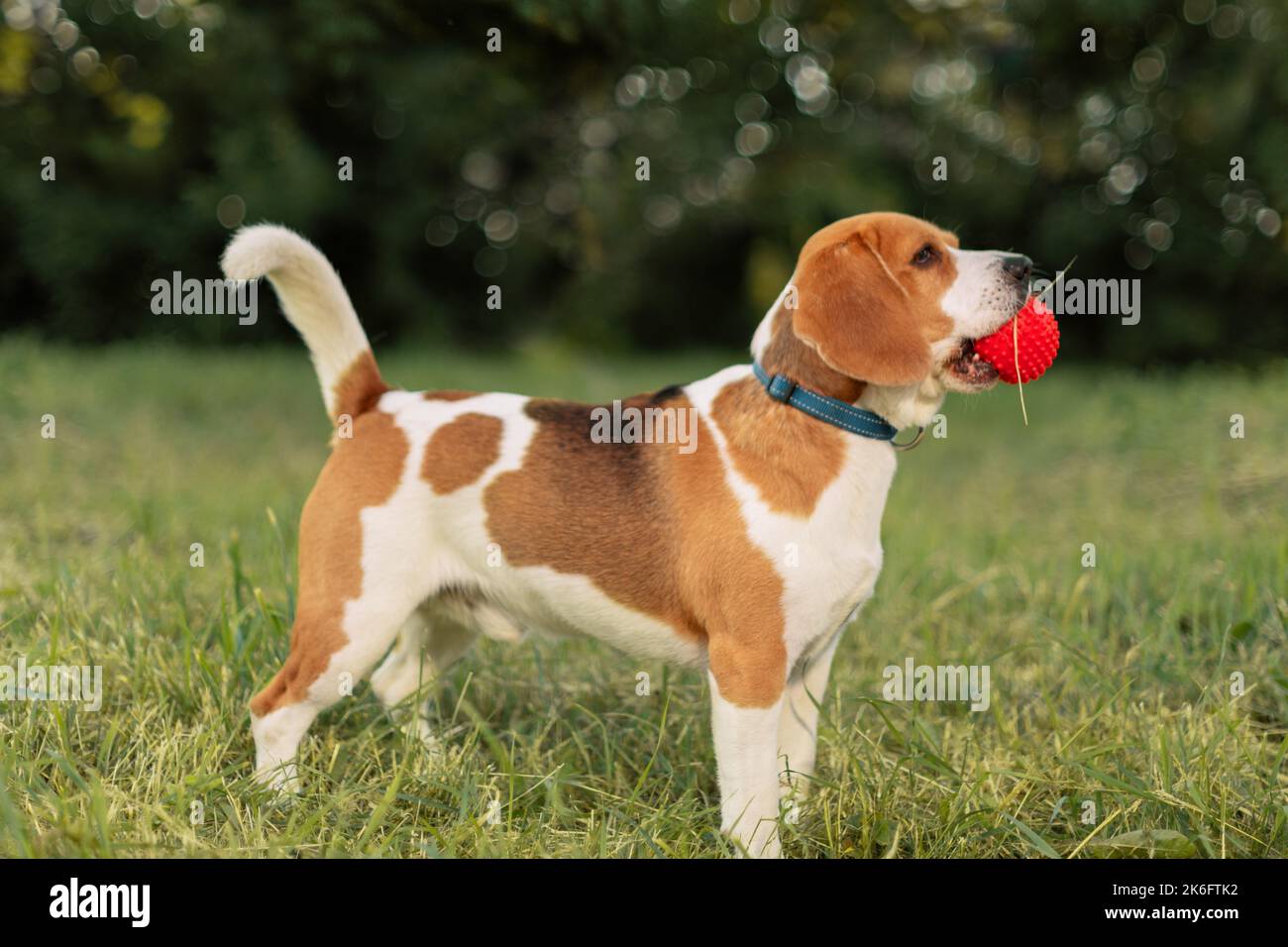 Beagle dog red ball on hi-res stock photography and images - Alamy