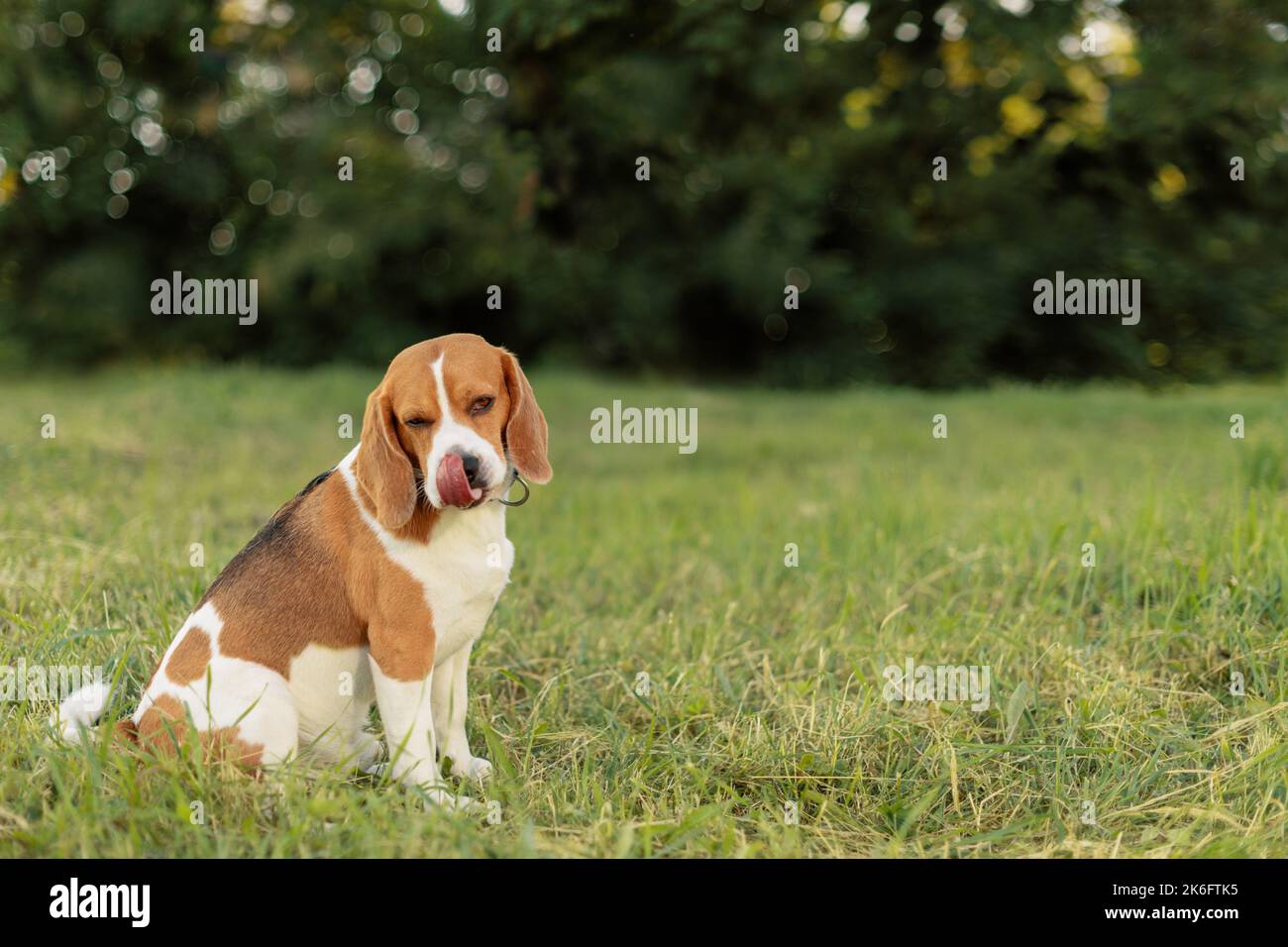 Happy dog licking himself with tongue in outdoors Stock Photo Alamy