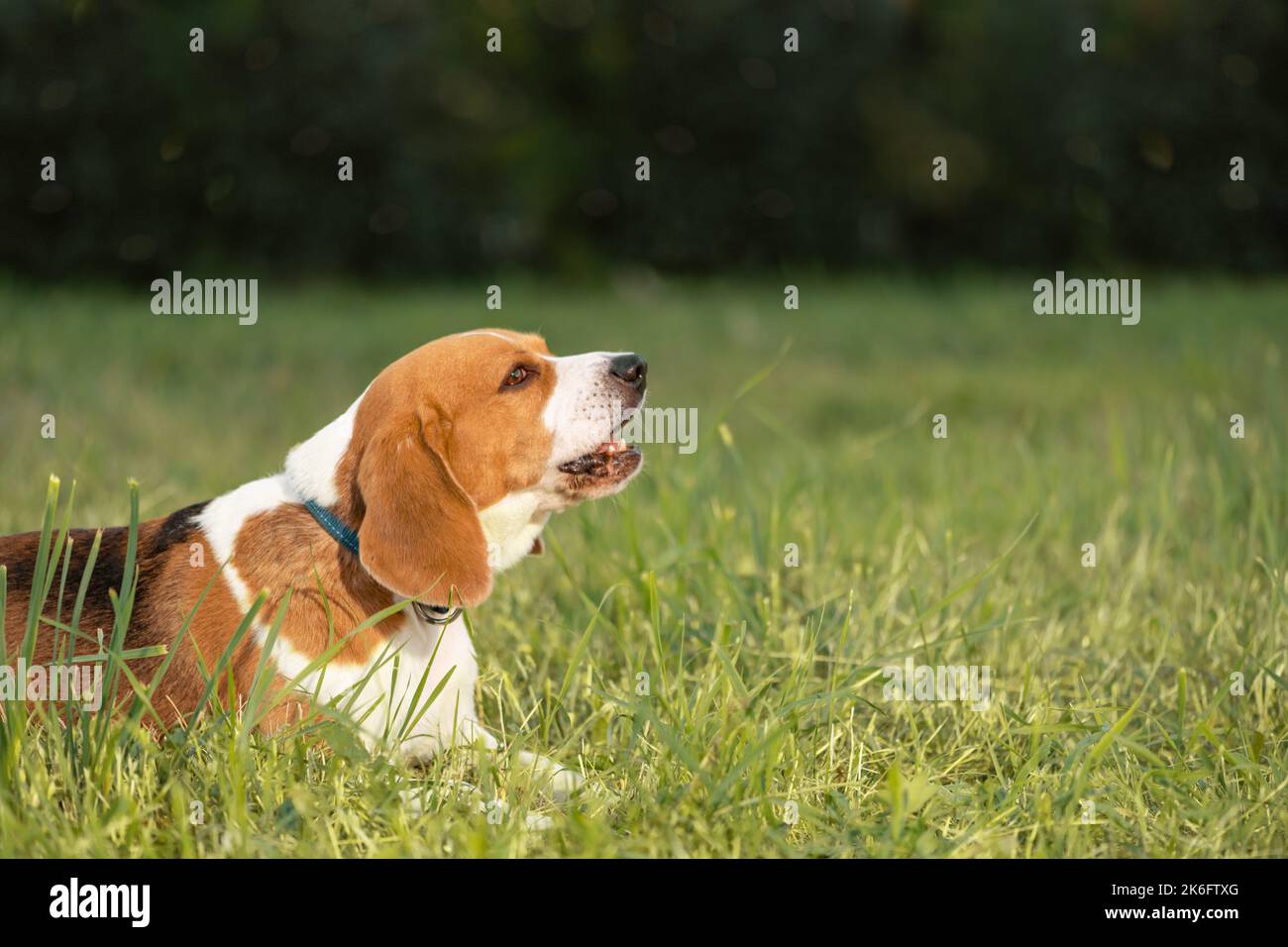 Happy dog lying on grass, side view Stock Photo