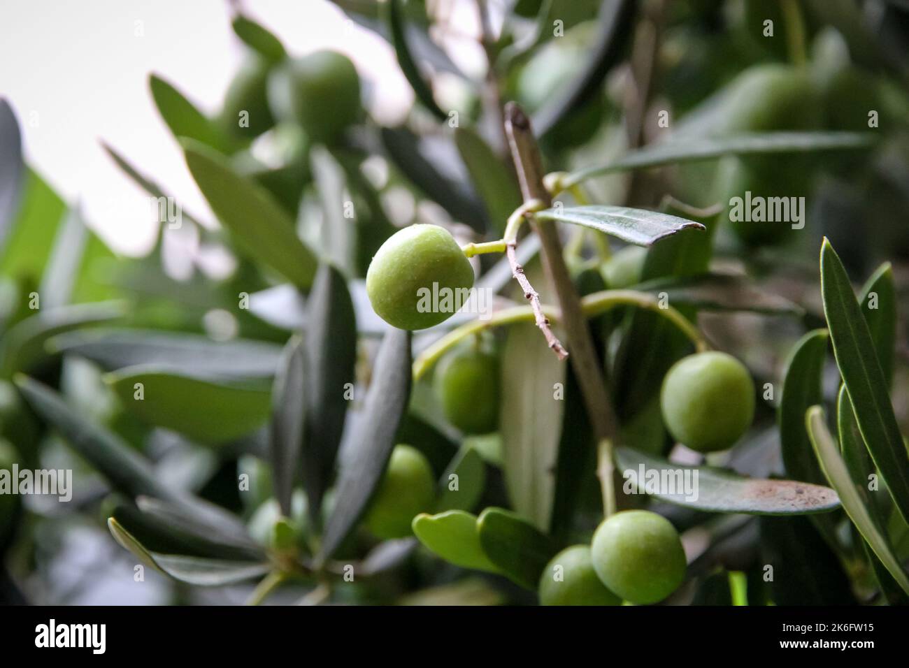 Olive branch closeup view in cultivated field Stock Photo - Alamy