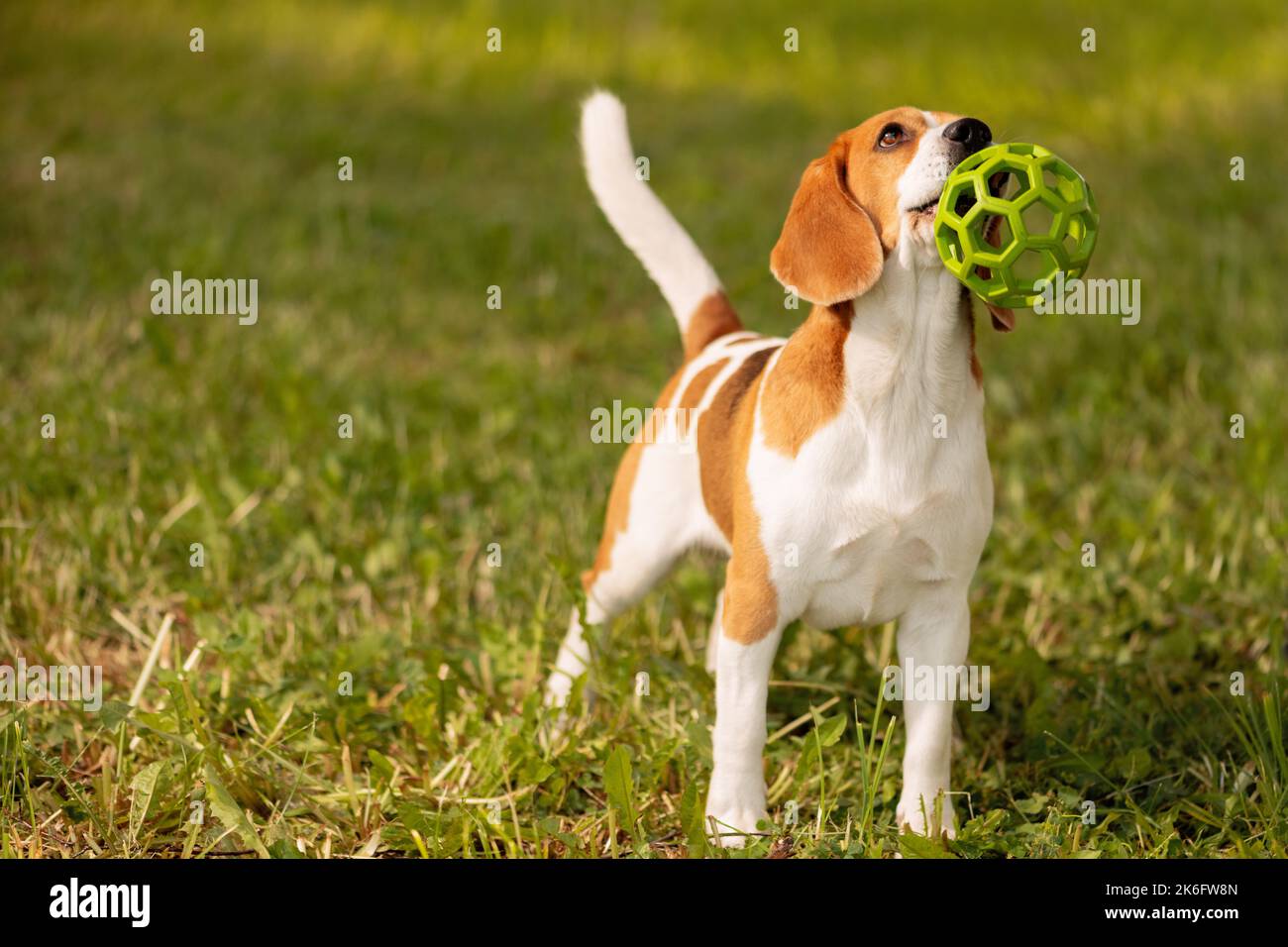 Happy beagle with ball in mouth standing on grass Stock Photo