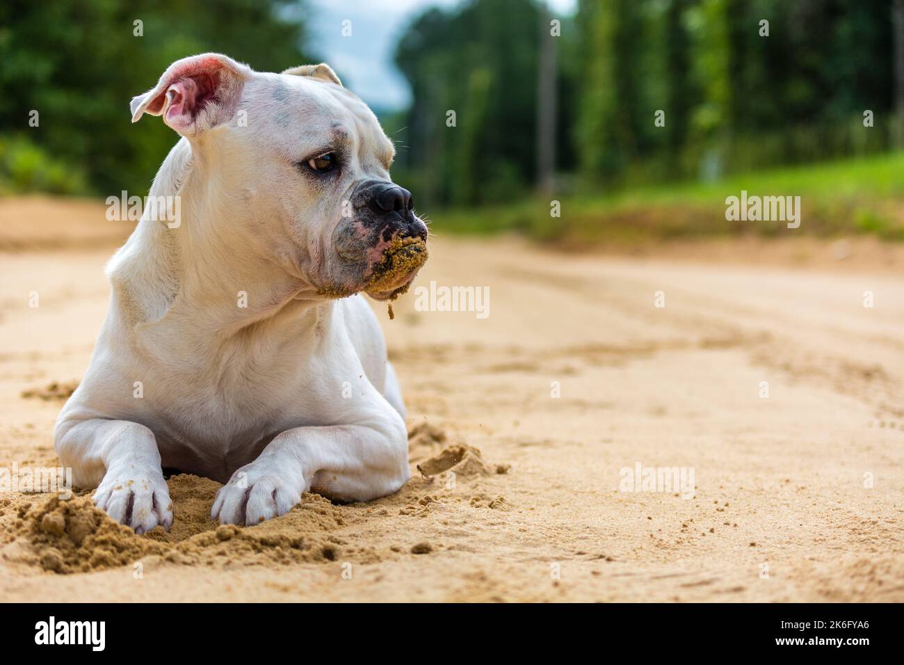 Olde English Bulldogge, Bulldog Lying Down on Dirt Road With Sand On Mouth Stock Photo