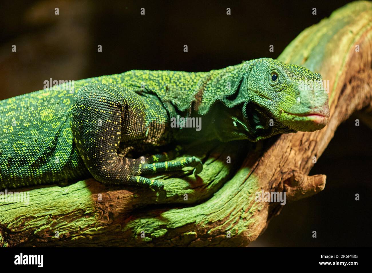 Lizard varanus on a tree branch Stock Photo - Alamy