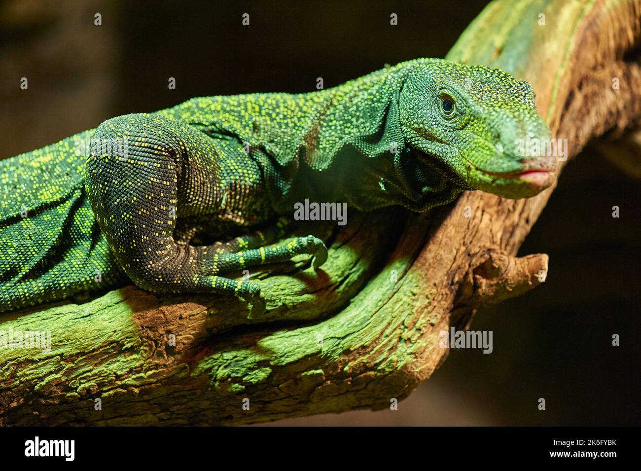 Lizard varanus on a tree branch Stock Photo - Alamy