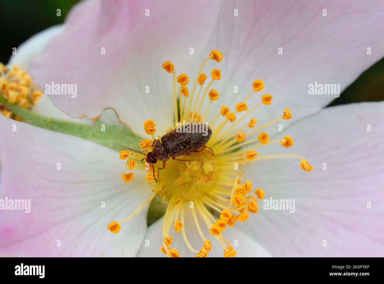 Small black beetle covered in pollen on yellow flower Stock Photo