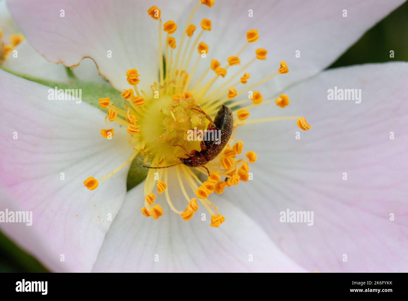 Small black beetle covered in pollen on yellow flower Stock Photo