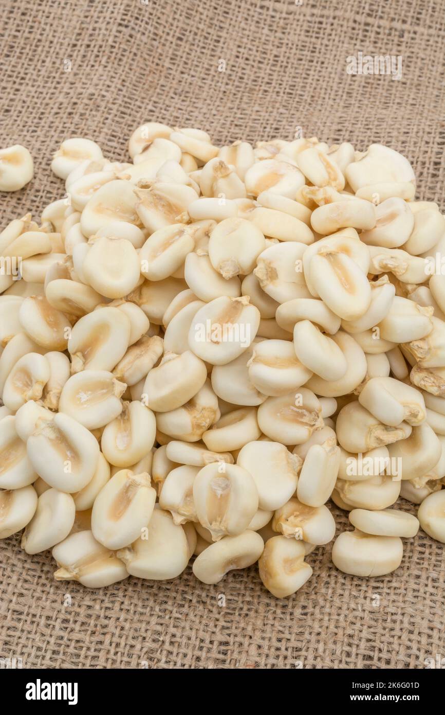 Close table top shot of dried white Corn / Maize kernels known in Mexico as Mote. On jute sacking. Stock Photo