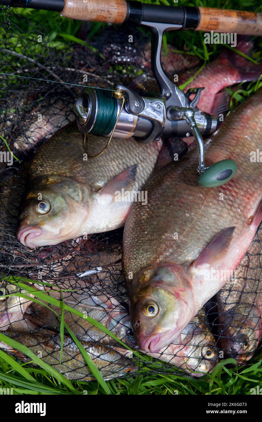 Good catch. Just taken from the water big freshwater common bream known