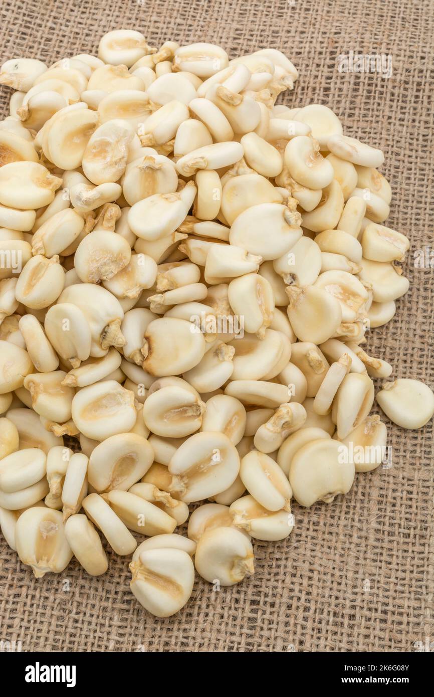 Close table top shot of dried white Corn / Maize kernels known in Mexico as Mote. On jute sacking. Stock Photo