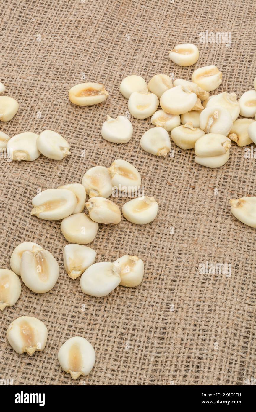 Close table top shot of dried white Corn / Maize kernels known in Mexico as Mote. Scattered on jute sacking. Stock Photo