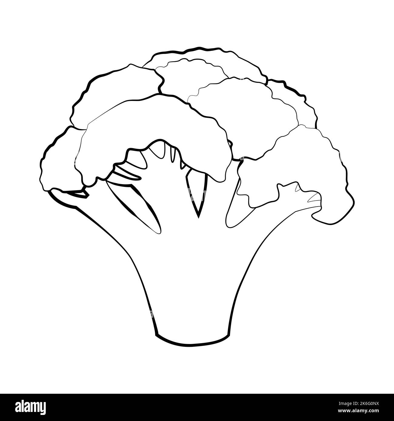 Broccoli in a thin line. Vector on a white background Stock Vector
