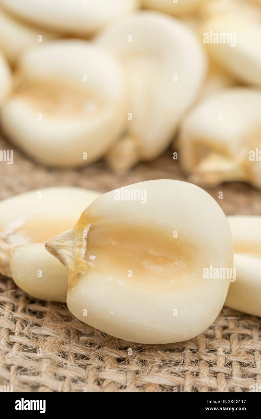 Close-up of dried white Corn / Maize kernels known in Mexico as Mote. Stock Photo