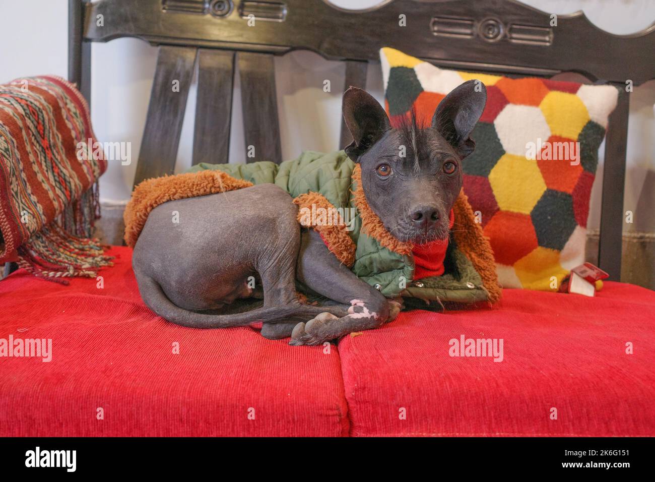 A Peruvian Hairless Dog sits on a chair in Cusco, Peru Stock Photo Alamy