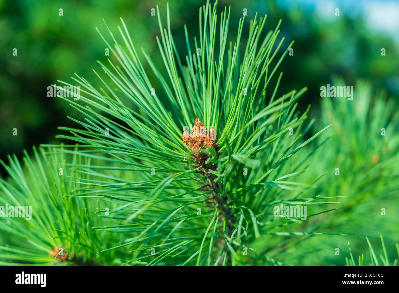 Pine branches at sunlight. Selective focus. Shallow depth of field. Stock Photo