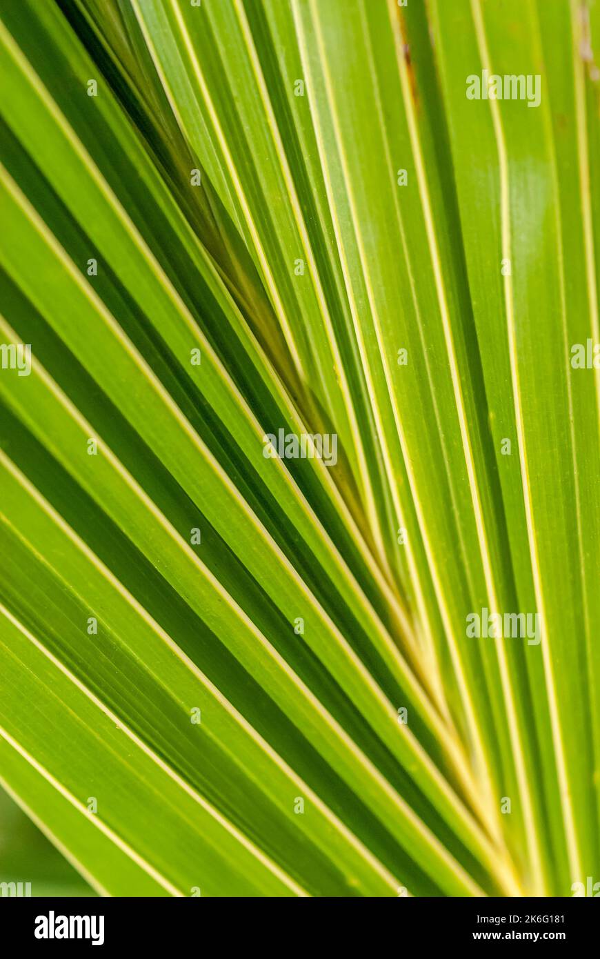 Closeup of the minimalist structure of a palm leaf Stock Photo