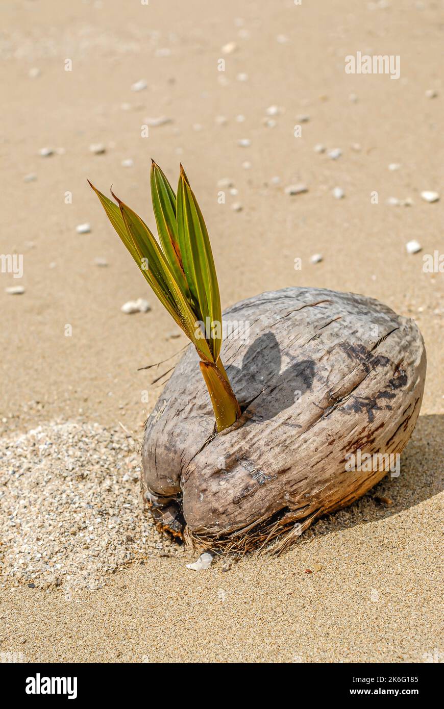 Closeup of young coconut tree sprout growing from a coconut at a beach Stock Photo