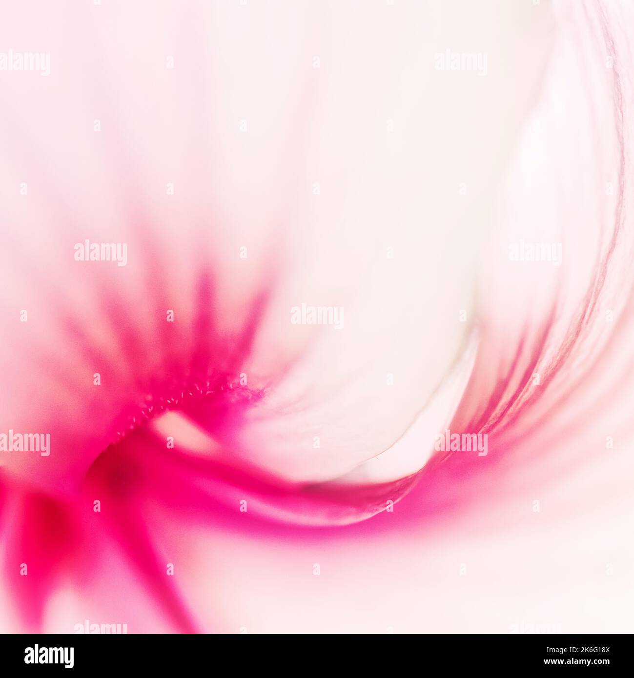 Minimalist abstract closeup of a Hibiscus flower Stock Photo