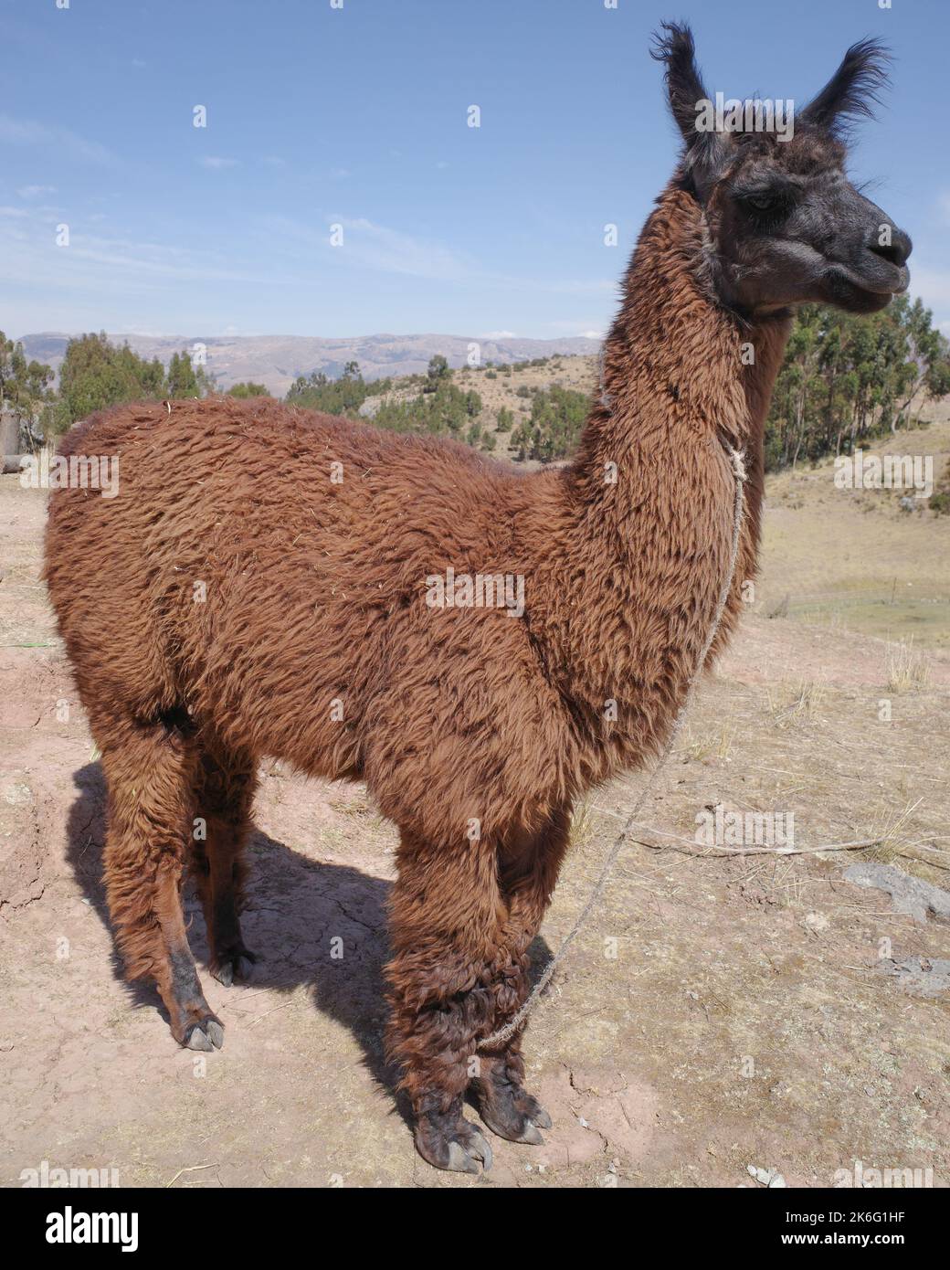 Alpaca farming valley cusco hi-res stock photography and images - Alamy