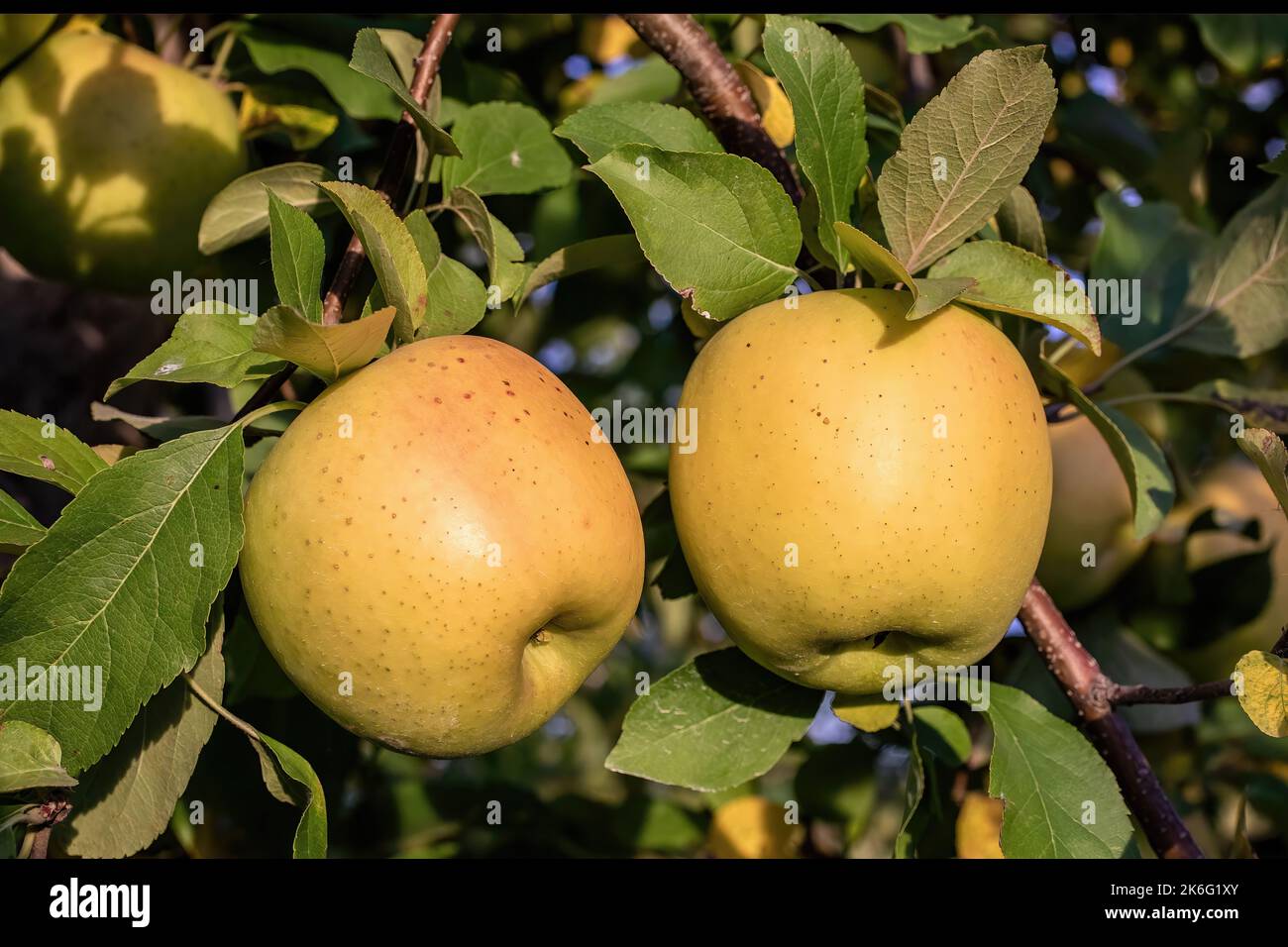 Autumn orchard hires stock photography and images Alamy
