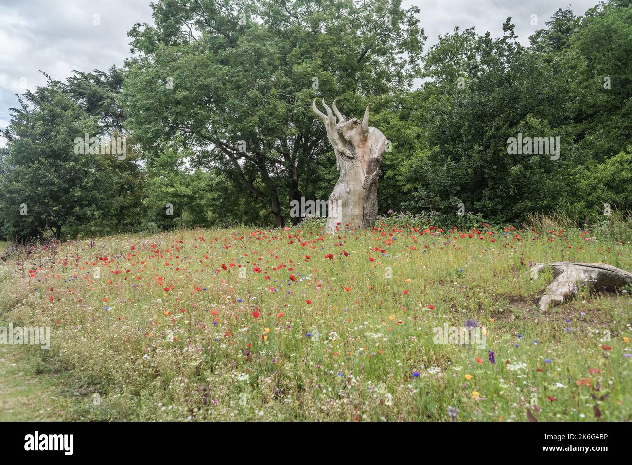 The tree stump in Trentham Gardens park surrounded by a flower field of ...