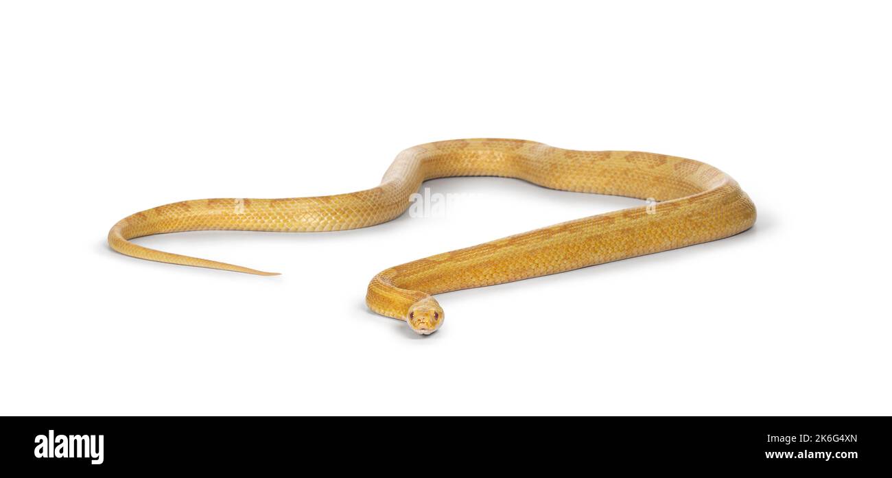 Butter Corn Snake or Red Rat Snake, Pantherophis guttatus, isolated on a white background. Stock Photo