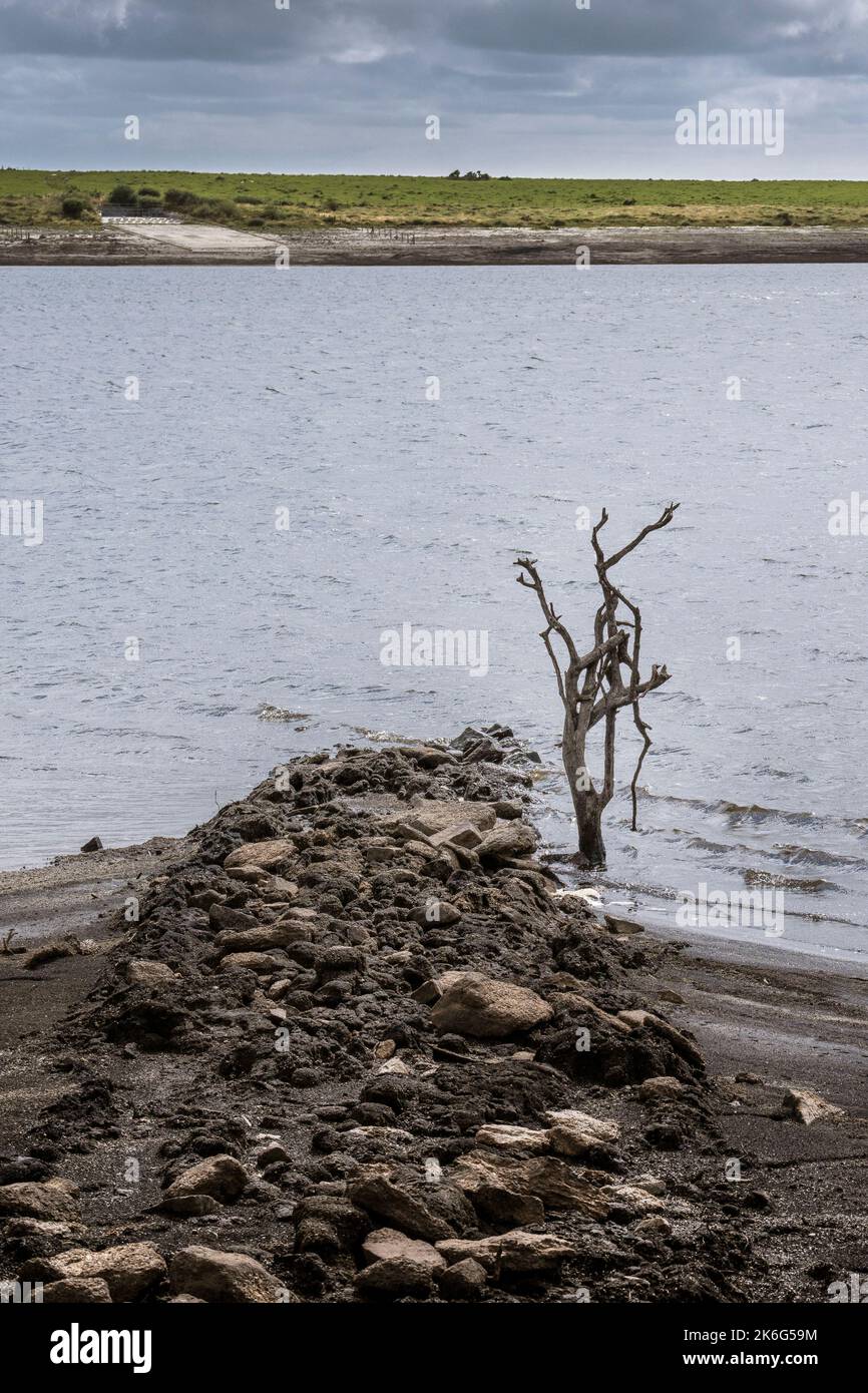 The remains of a dead tree exposed by falling water levels caused by
